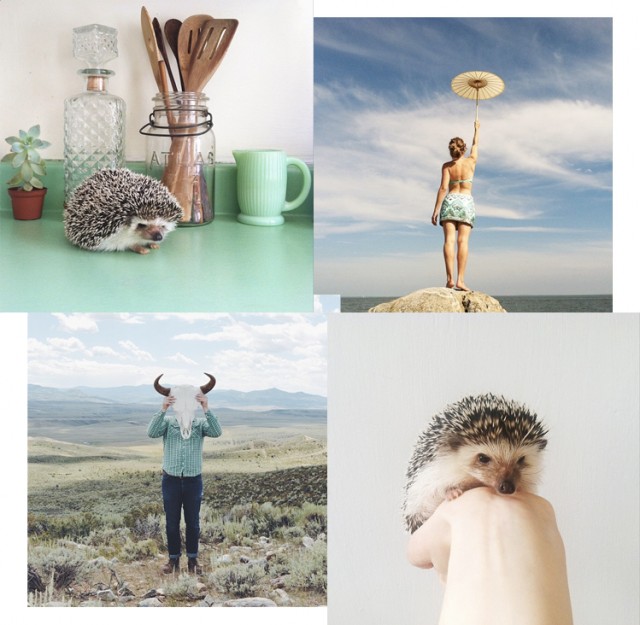 theflyingzebra instagram a suivre